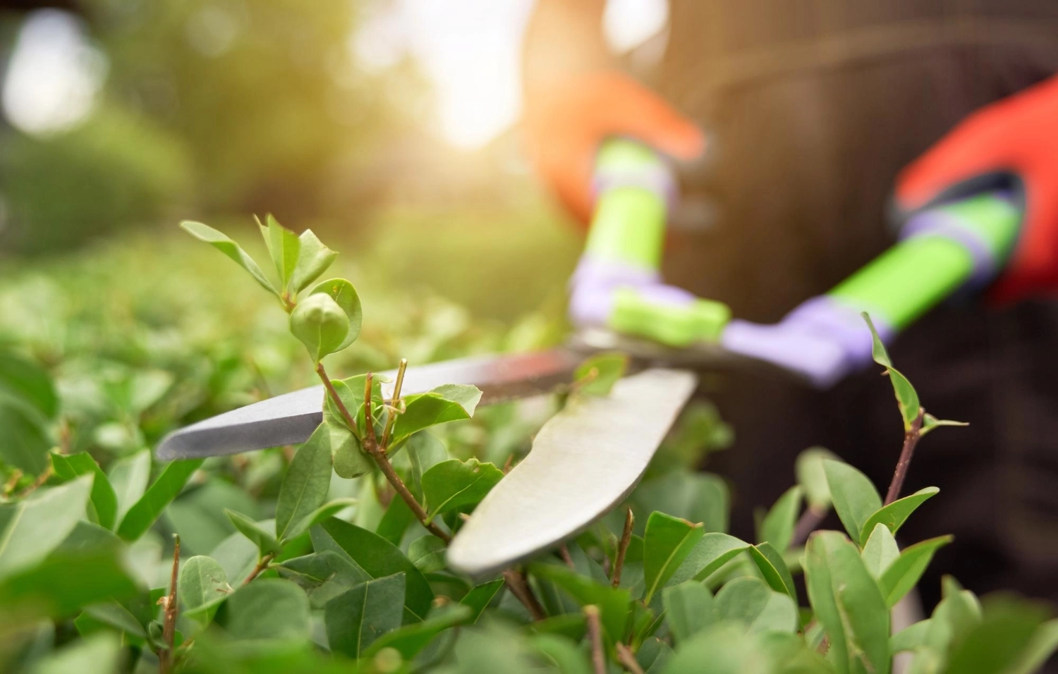 Gardening background
