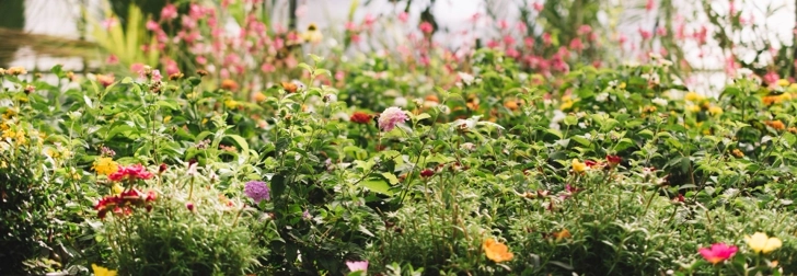 Planting & Design